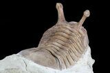 Asaphus Kowalewskii Trilobite With Stalk Eyes #74023-5